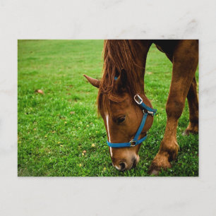 Postal Castaño con rayas