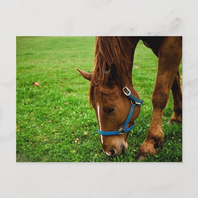 Postal Castaño con rayas (Anverso)