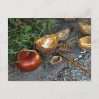 Castaño (Conker): La caída está aquí