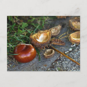 Postal Castaño (Conker): La caída está aquí