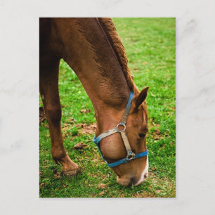 Postal Castaño después del baño
