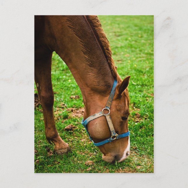 Postal Castaño después del baño (Anverso)