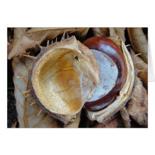 Postal castaño en cáscara, en blanco