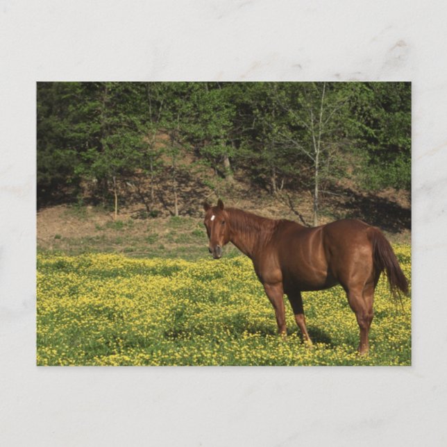 Postal Castaño en flores amarillas (Anverso)