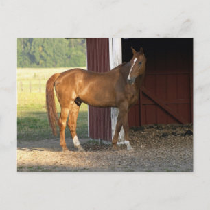 Postal Castaño en pie