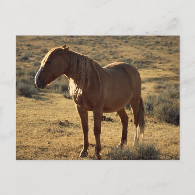 Postal Castaño gruñón (Anverso)