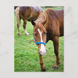 Postal Castaño húmedo