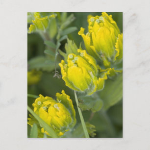Postal Castilleja