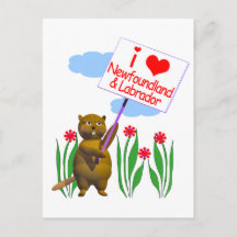 Castor Canadiense Ama Terranova y Labrador