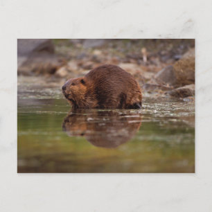 Postal castor, Castor canadensis, se va a nadar