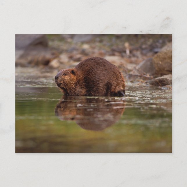 Postal castor, Castor canadensis, se va a nadar (Anverso)