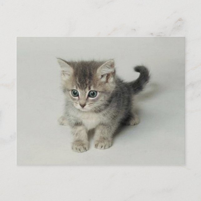 POSTAL CAT (Anverso)