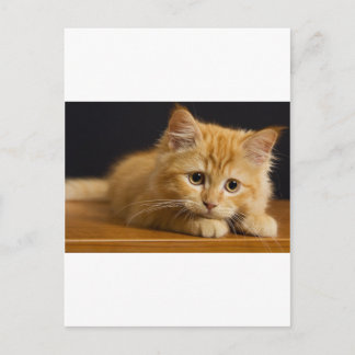 Postal cat9.jpg