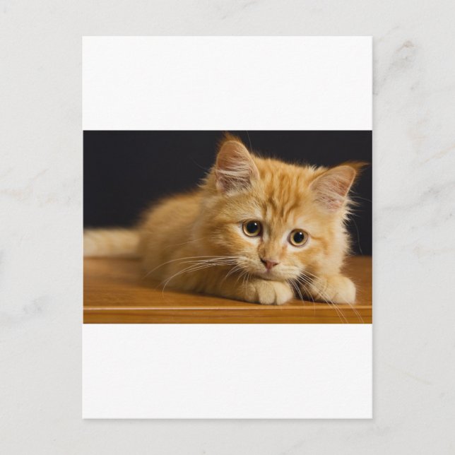 Postal cat9.jpg (Anverso)
