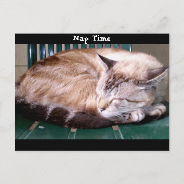 Postal Cat 7, Nap Time, Postcard (Anverso)