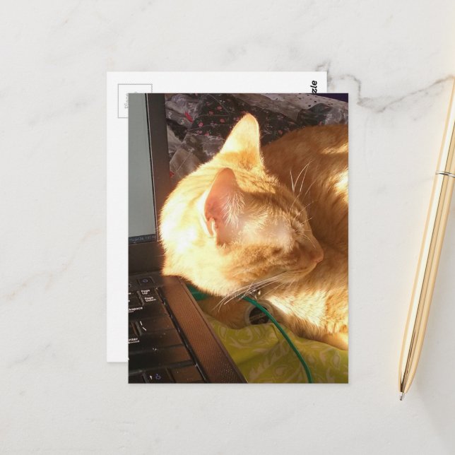 Postal cat asleep on the job (Anverso/Reverso In Situ)