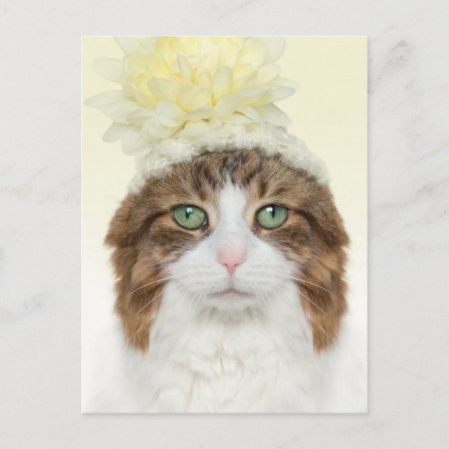 Postal Cat Con Gorra De Flores (Anverso)