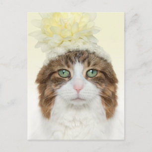 Postal Cat Con Gorra De Flores