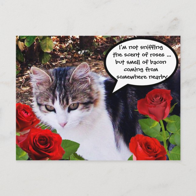 POSTAL CAT CON ROSAS ROJAS (Anverso)