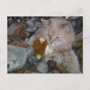 Postal Cat de modelo de rol