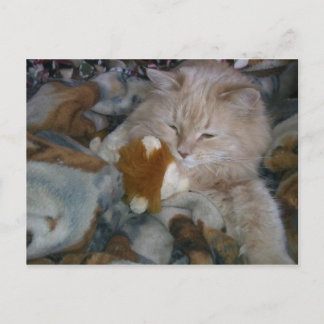 Postal Cat de modelo de rol