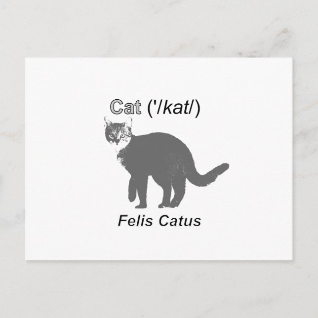 Postal Cat Felis Catus (Anverso)