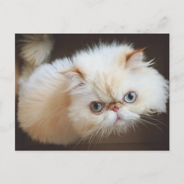 Postal Cat In A Box (Anverso)