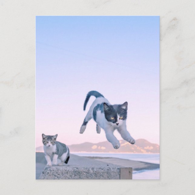 Postal cat jump postcard (Anverso)