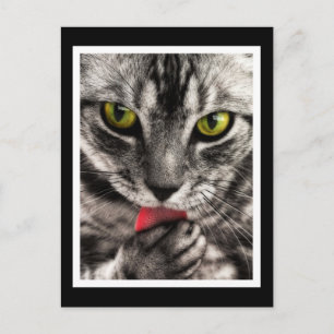 Postal Cat Lick
