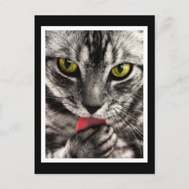 Postal Cat Lick (Anverso)