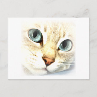 Postal Cat mesmerEYES