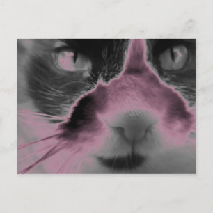 Postal Cat Neon Pink