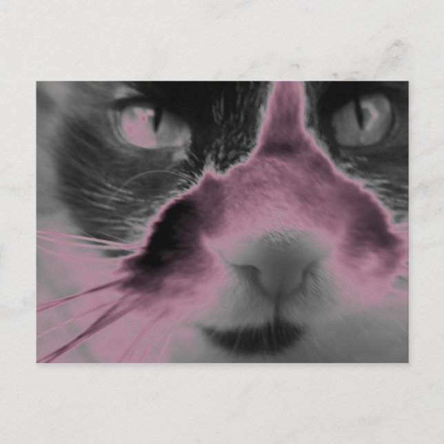 Postal Cat Neon Pink (Anverso)
