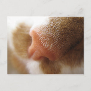 Postal Cat Nose