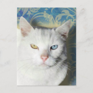 Postal Cat - Patrick el gato blanco