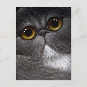 postal CAT PERSA BICOLOR