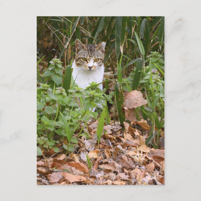 Postal Cat [postal] (Anverso)