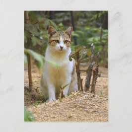 Postal Cat [Postcard]