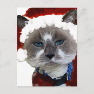 Postal Cat Santa Claws Christmas Maureen Girard Blue Eye 