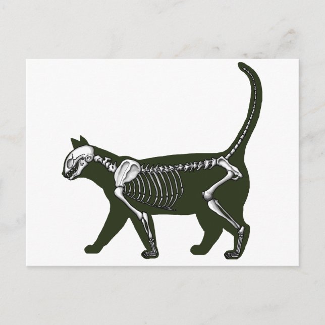 Postal Cat Skeleton (Anverso)