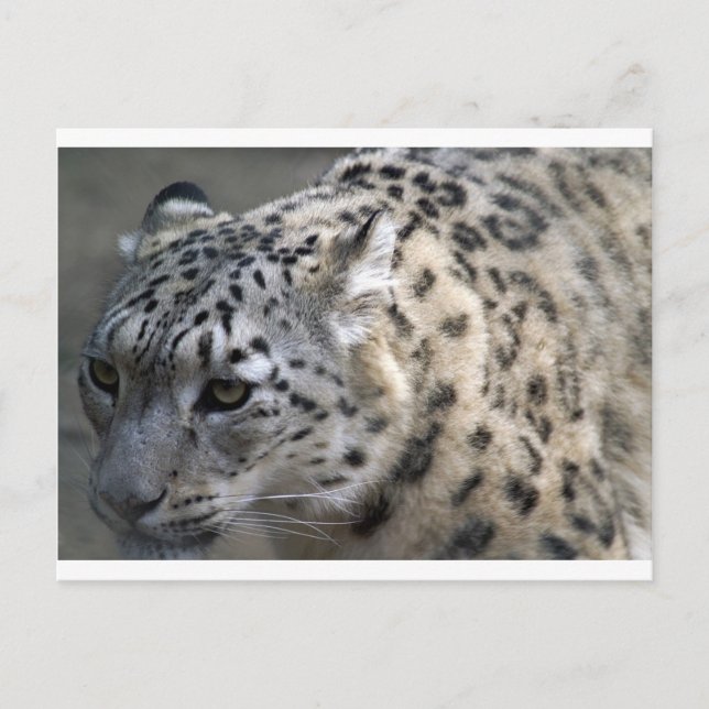 Postal Cat Wild Snow Leopard Spots Destiny Nature (Anverso)