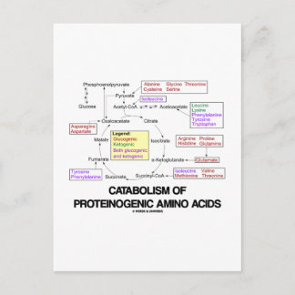 Postal Catabolismo De Los Ácidos Amino Proteinogénicos