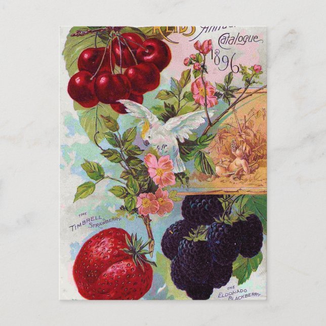 Postal Catálogo anual de frutas 1896 (Anverso)