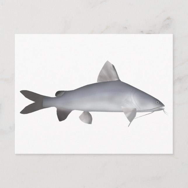 Postal Catálogo de salmón azul (Anverso)