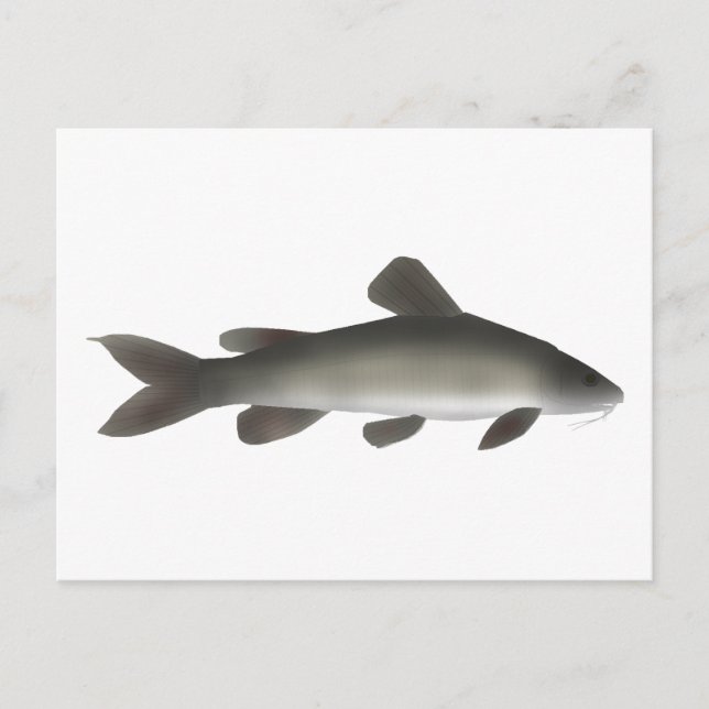 Postal Catálogo del Nilo de Oro (Anverso)