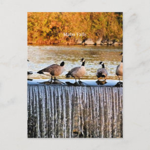 Postal Cataratas de Idaho, Geese canadiense, 
