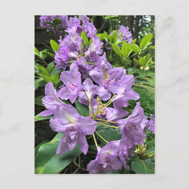 Postal Catawbiense Boursault Rhododendrons, Oregon (Anverso)
