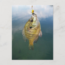 Postal Catch de Bluegill