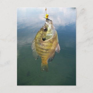 Postal Catch de Bluegill
