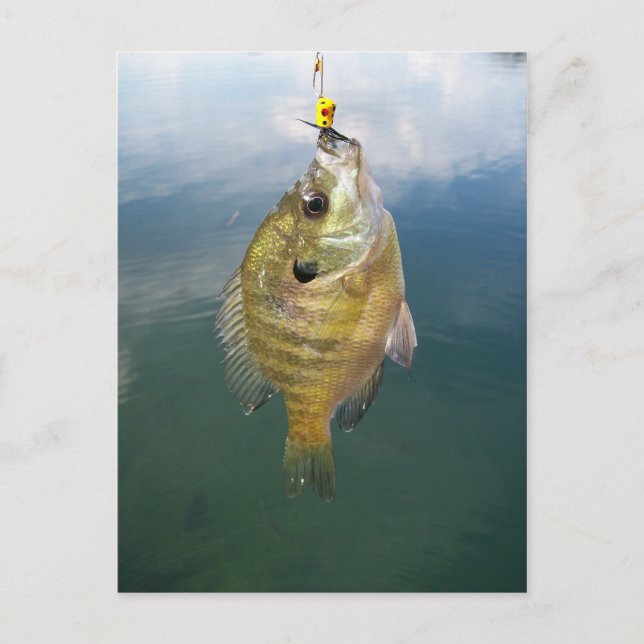 Postal Catch de Bluegill (Anverso)
